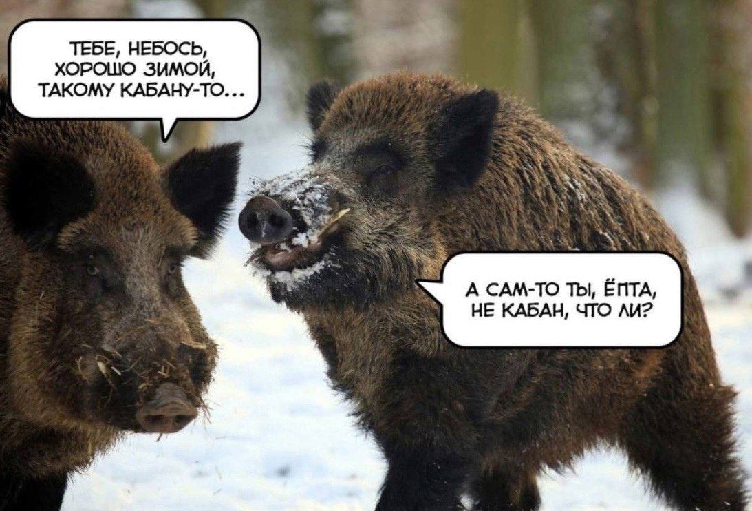 Смешные надписи кабан