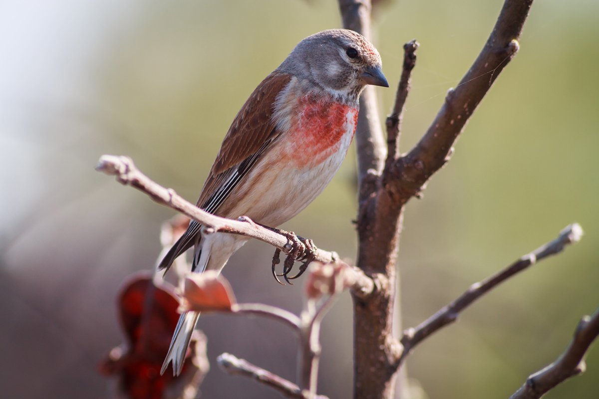 Певчие Лесные птицы Коноплянка