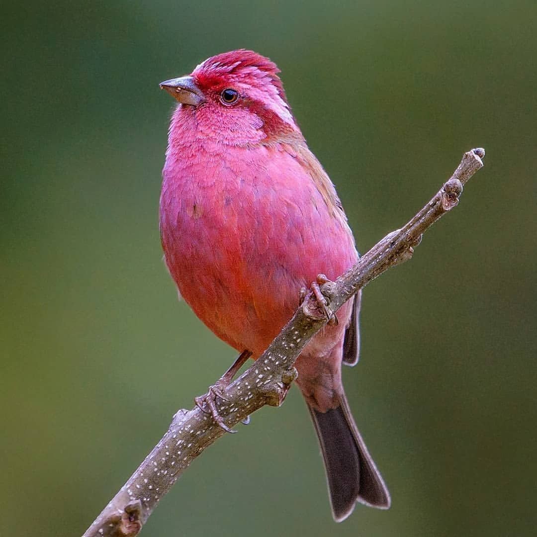 Танагровый певун