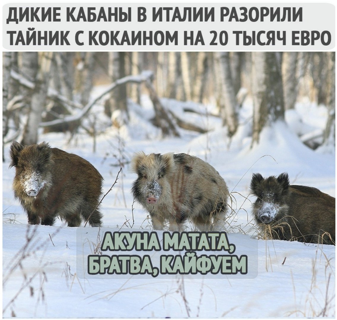 Бегает кабанчик