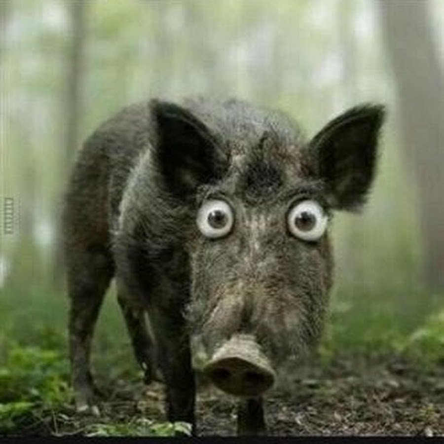 Удивленный кабан