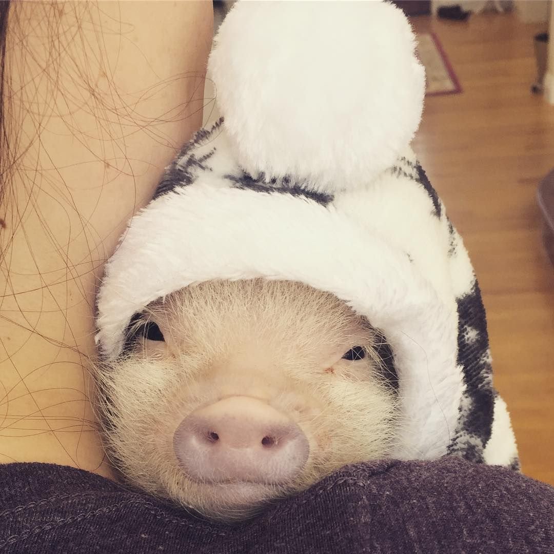 Смешные кабанчики