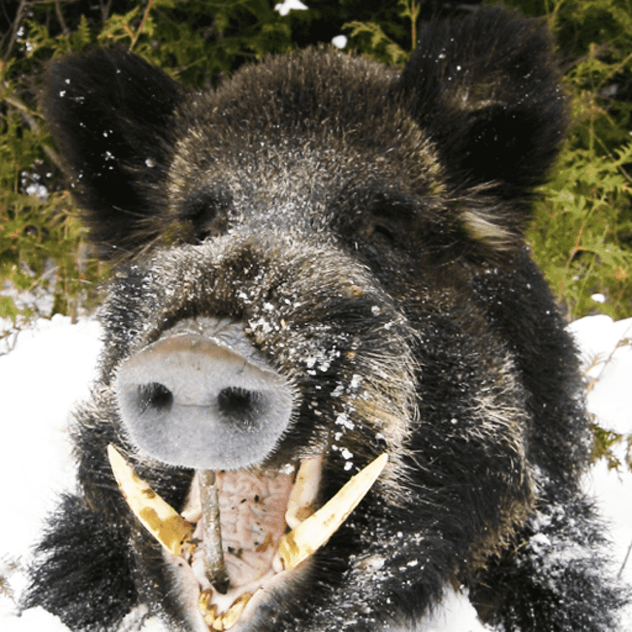 Кабан улыбается