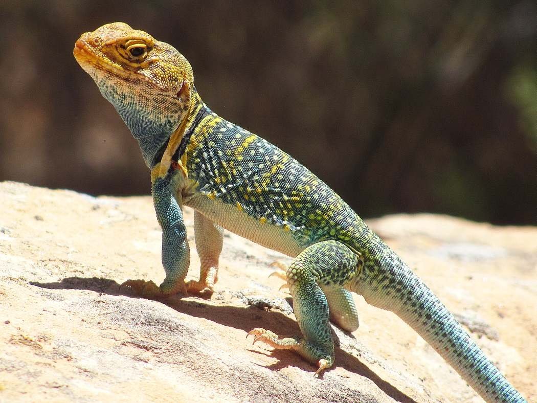 Пресмыкающиеся Гекконы