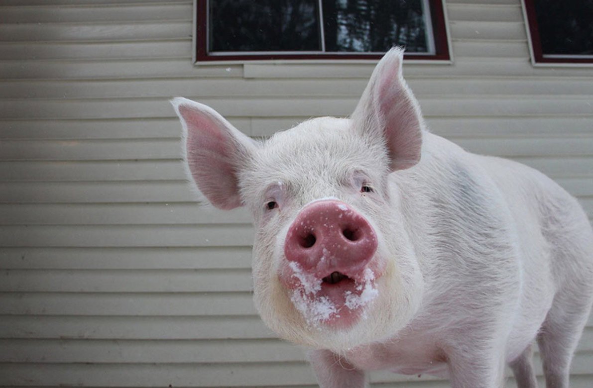 Животные в одежде