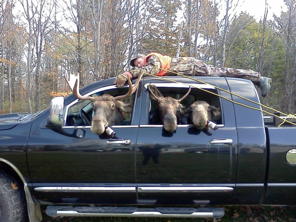 Кабан смешной