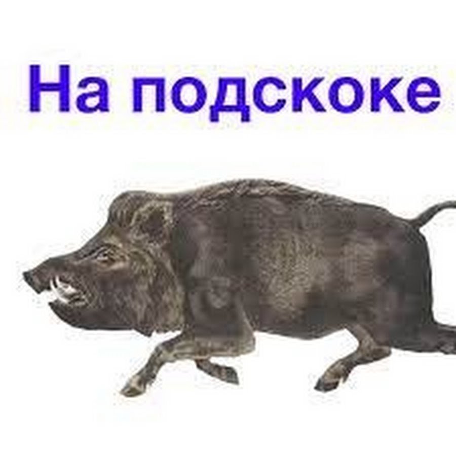 Смешные свиньи