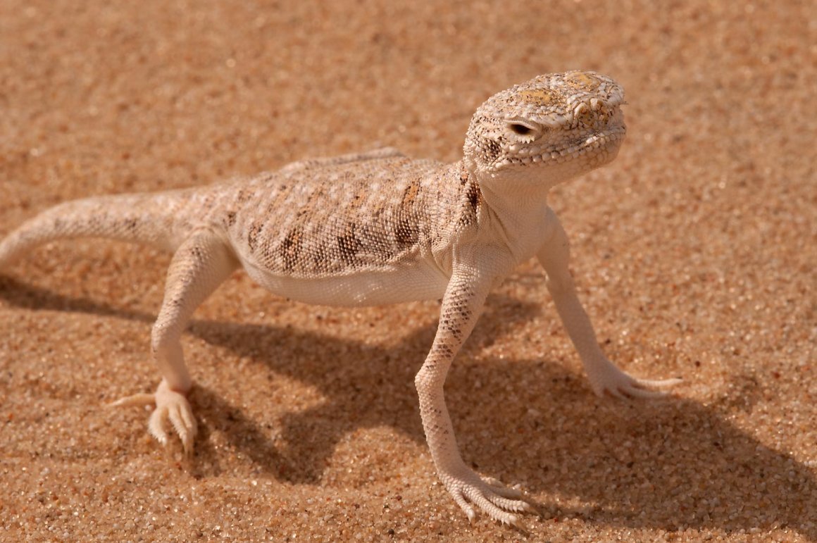 Ящерки в Египте