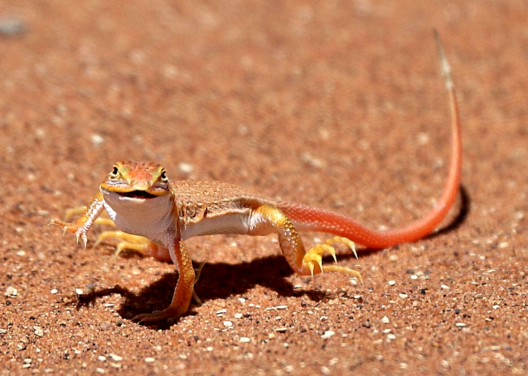 Пустынная ящерица круглоголовка