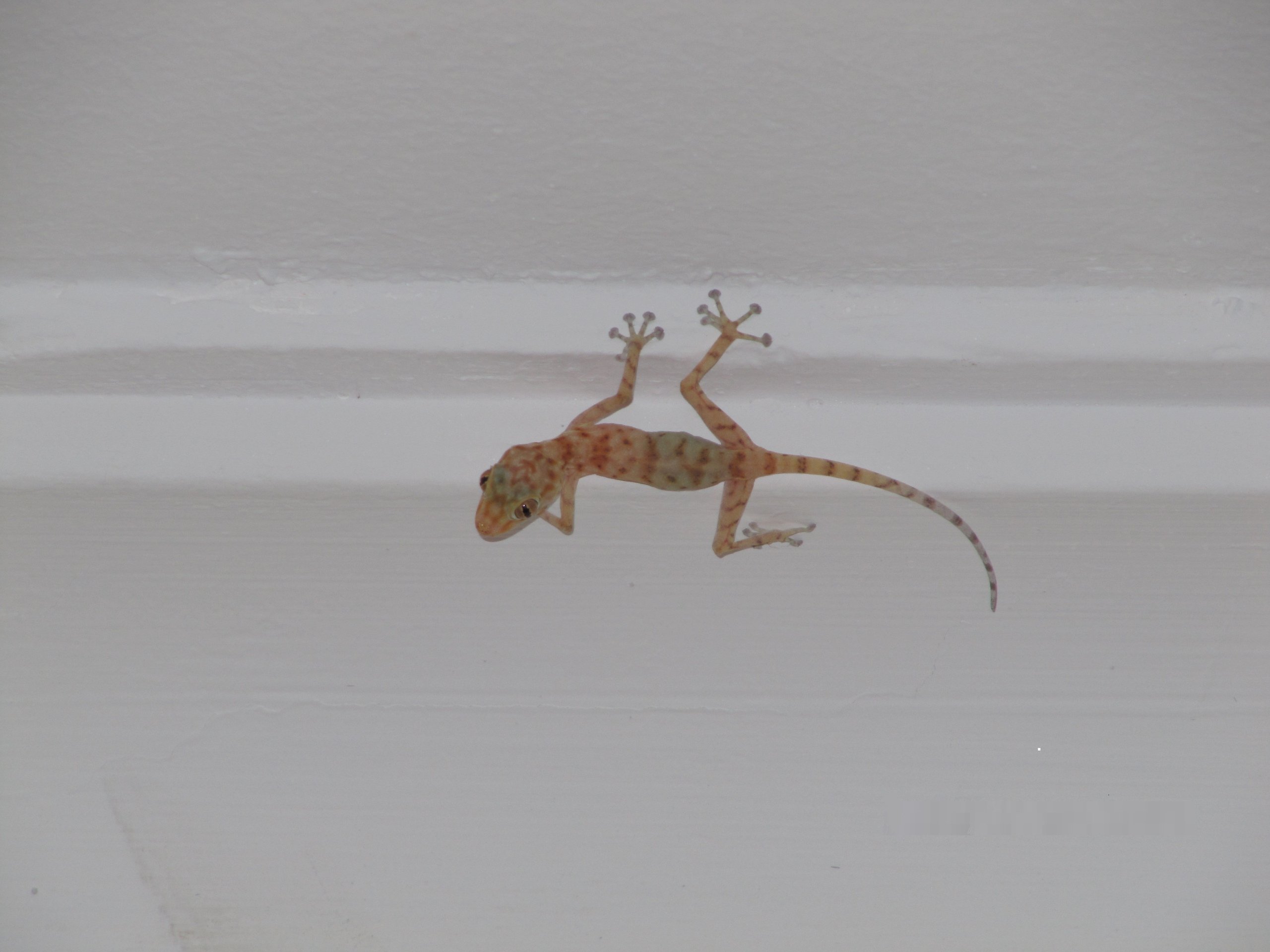 Ящерицы бегающие по стенам и потолку. Египетский голопалый геккон. Геккон ящерица Египетская. Геккон Египет Шарм-Эль-Шейх. Ящерицы в Шарм Эль Шейхе.