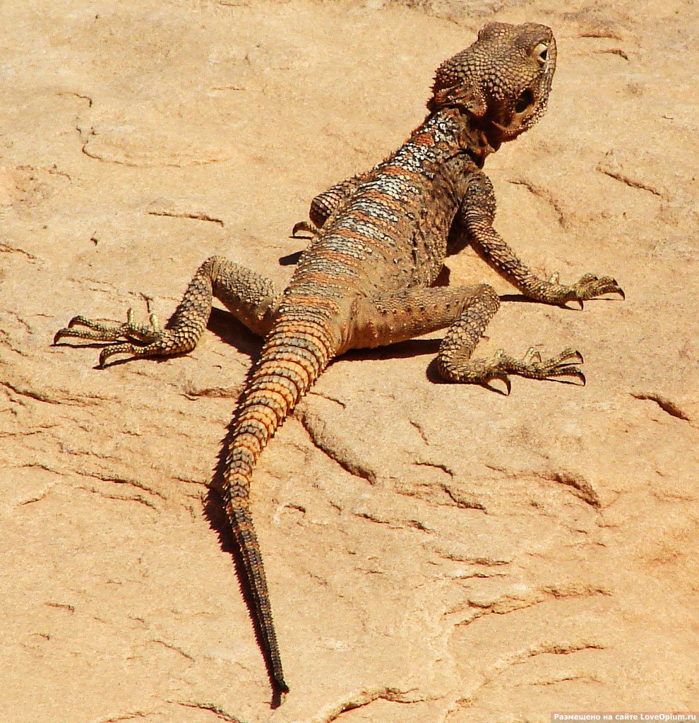 Круглоголовка вертихвостка