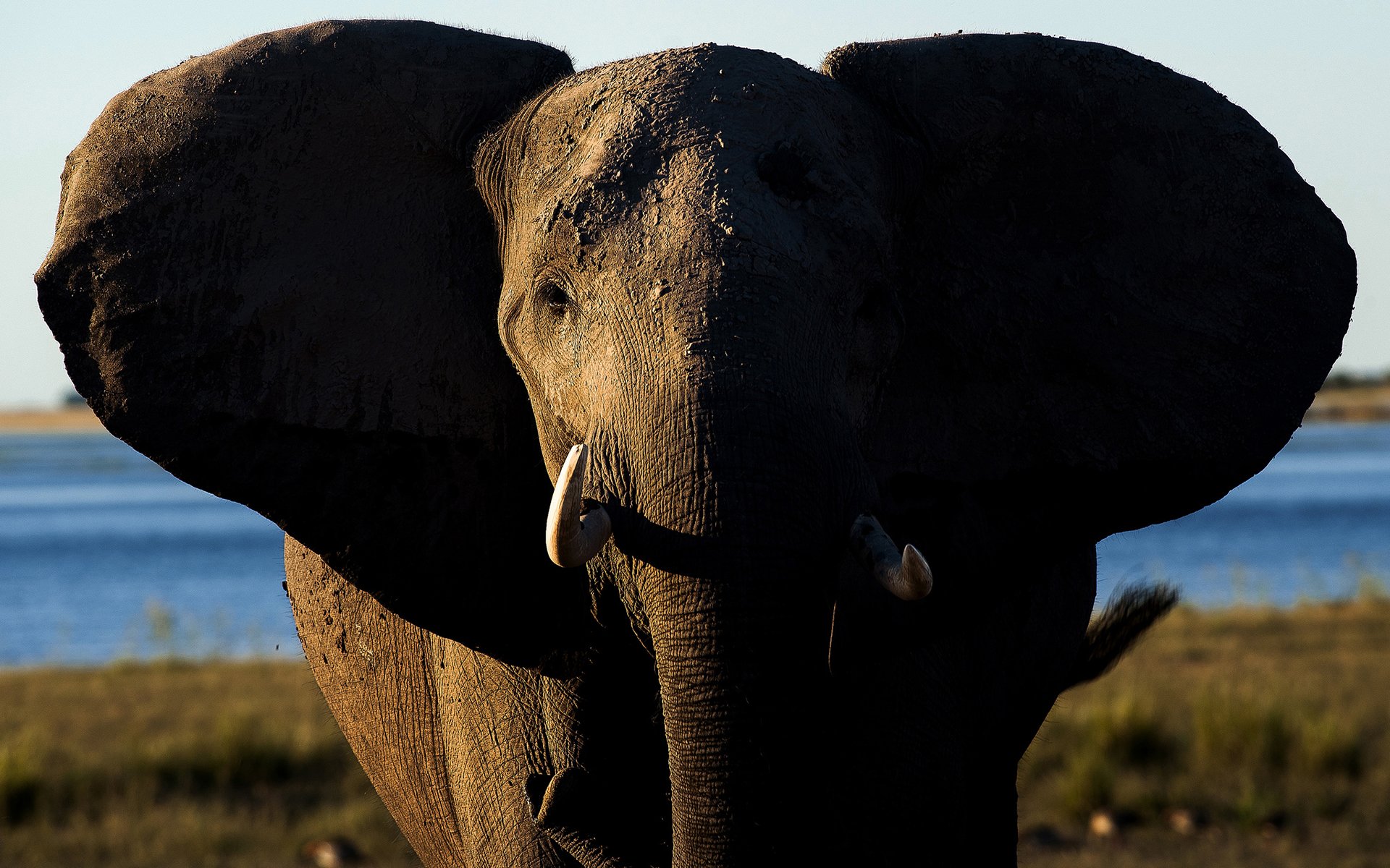 Ухо африканского слона. Африканский слон. Слоны фото. Уши слона. Слон обои.