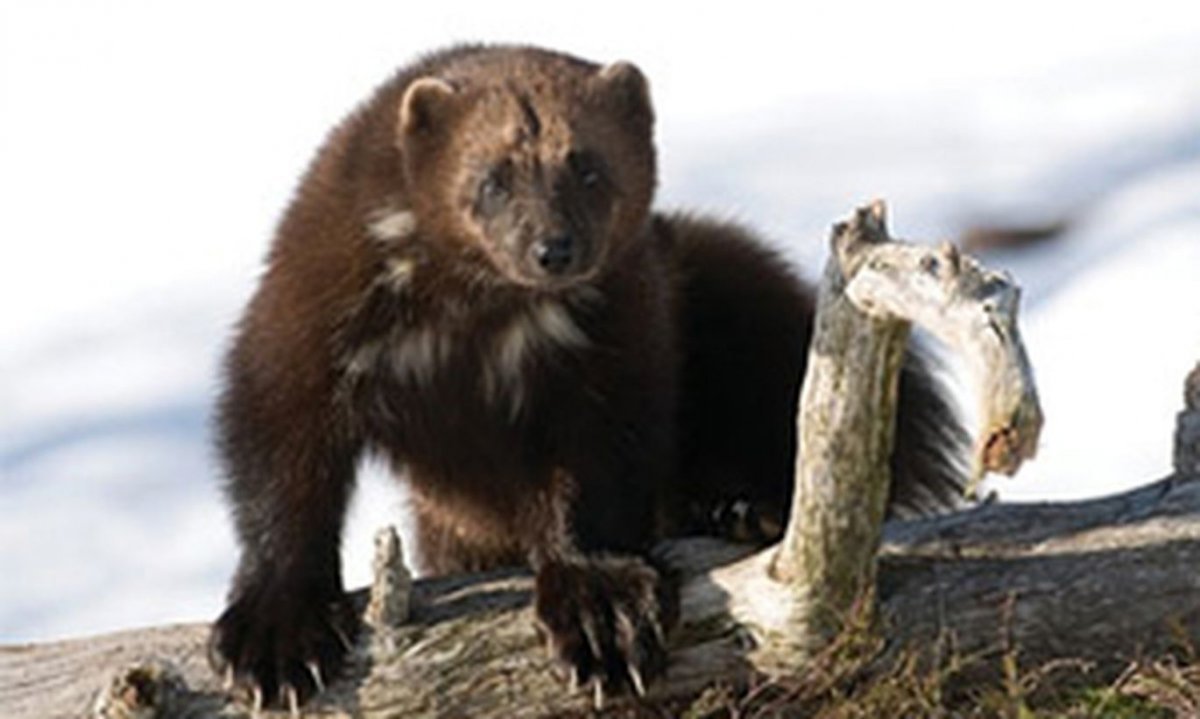 Росомаха куница