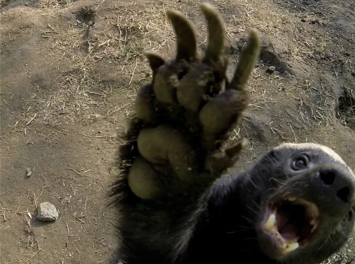 Медоед Стоффл