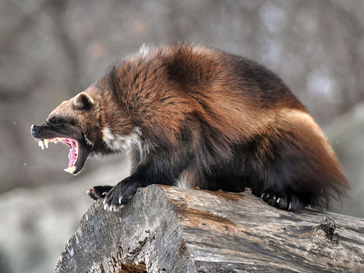 Злой медведь