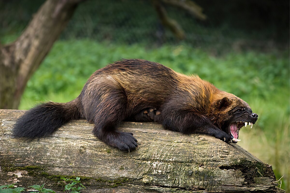 Росомаха фото