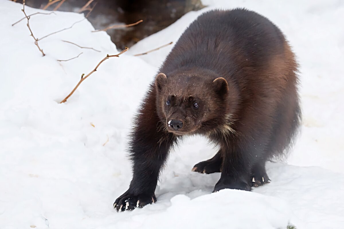 Когти Эвелин когти монстра