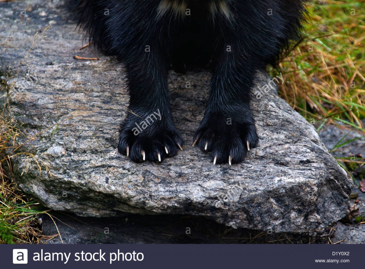 Росомаха когти животного