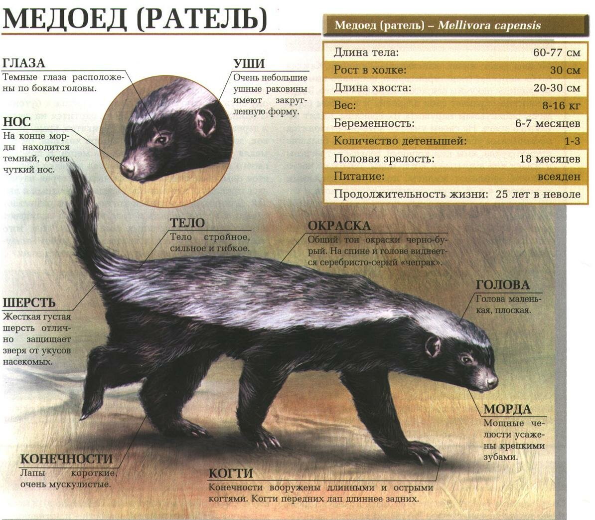Росомаха когти животного