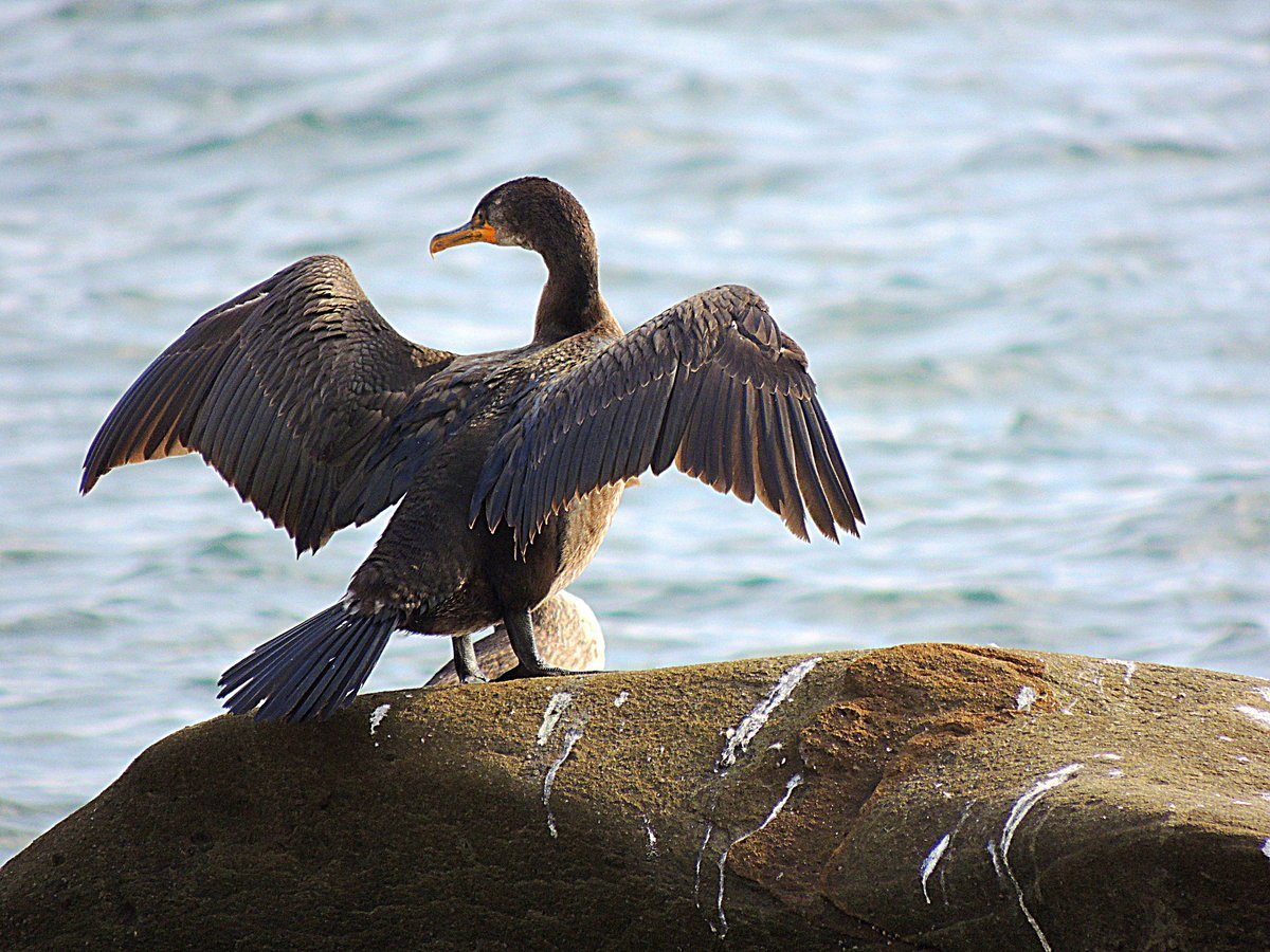 Черная птица на черном море