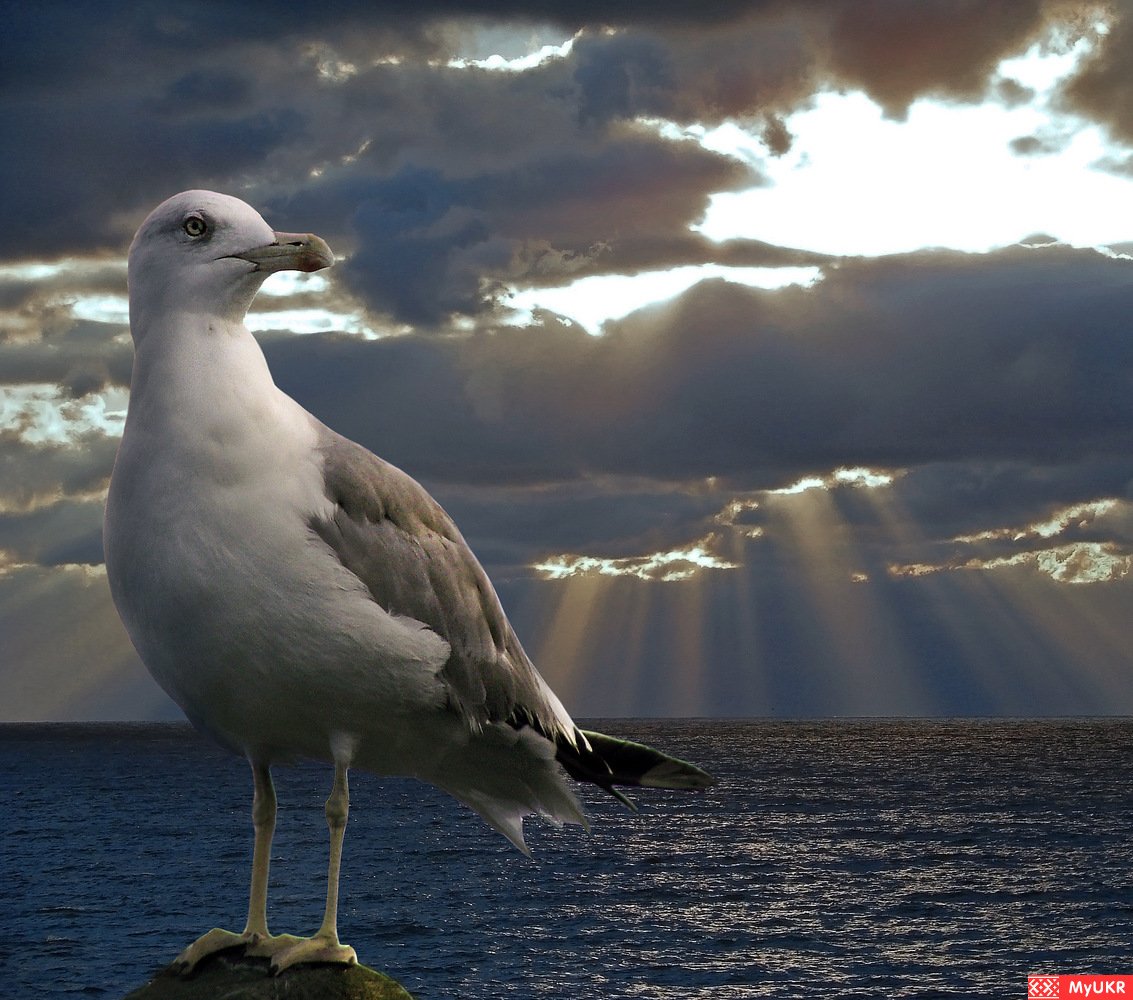 Черный Кулик сорока