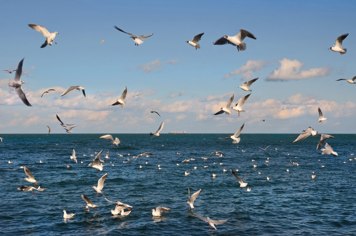 Черная птица на черном море