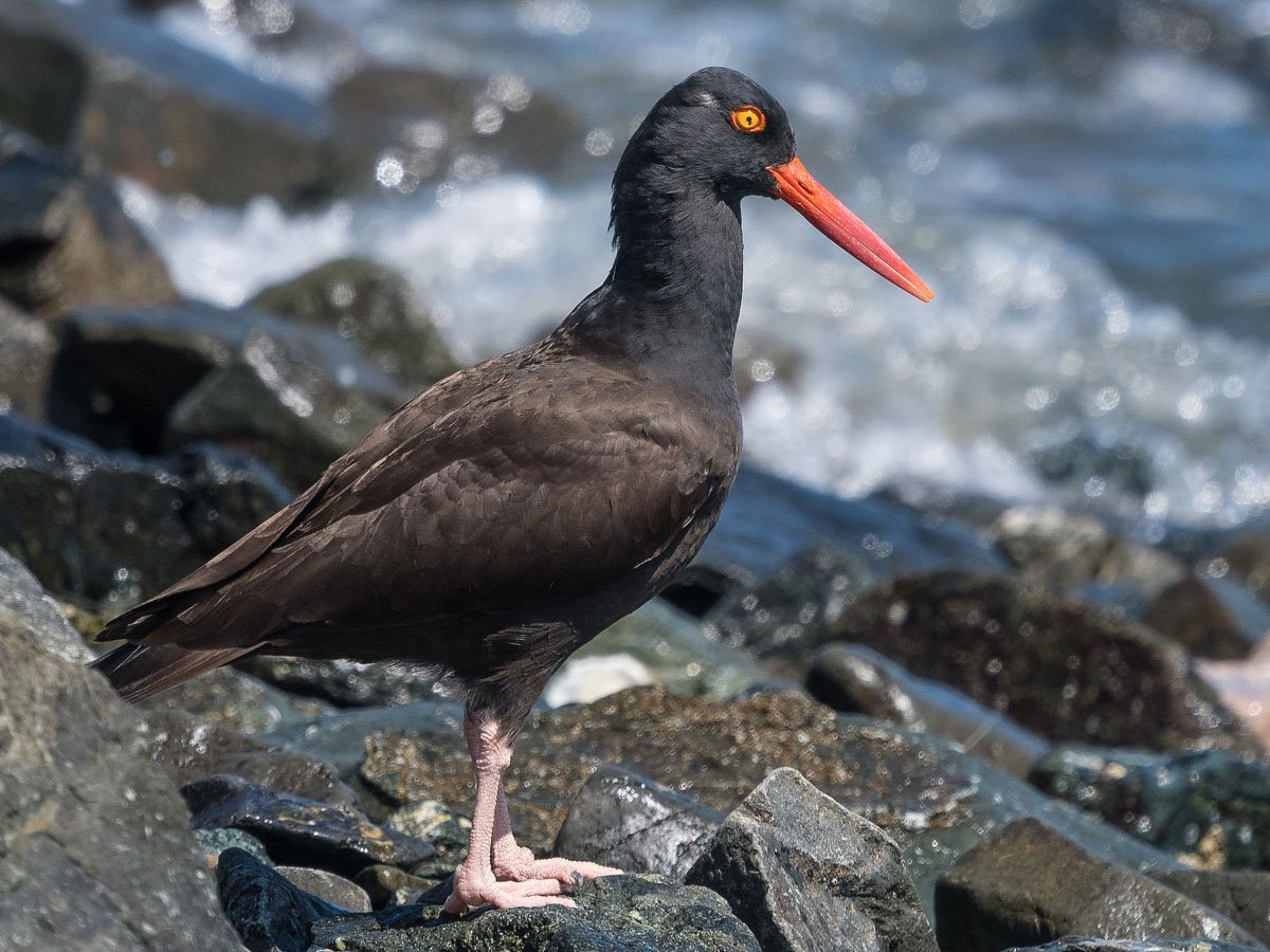 Черная водоплавающая птица