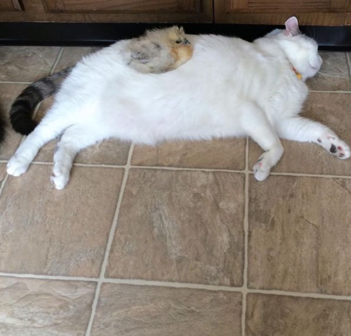 Толстый кот лежит