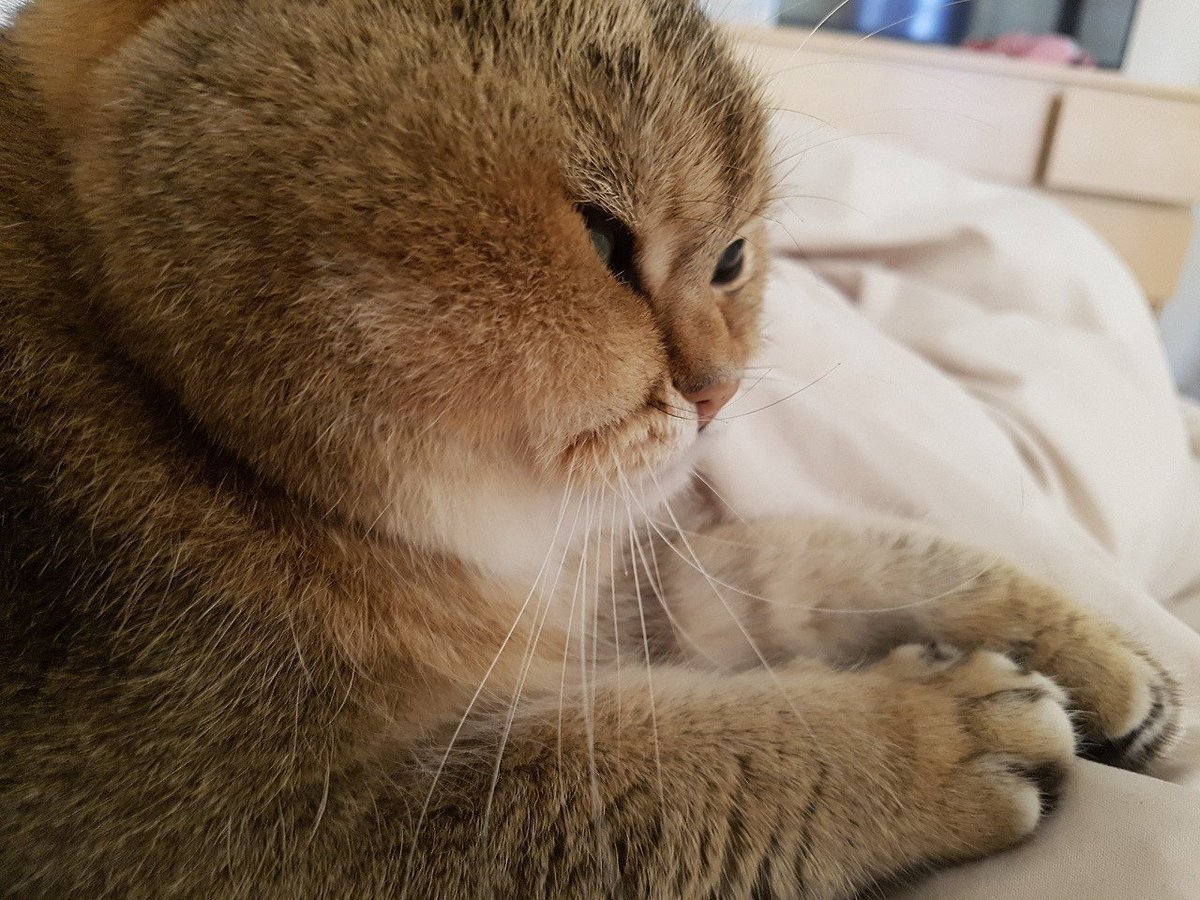 Кот с пухлыми щеками