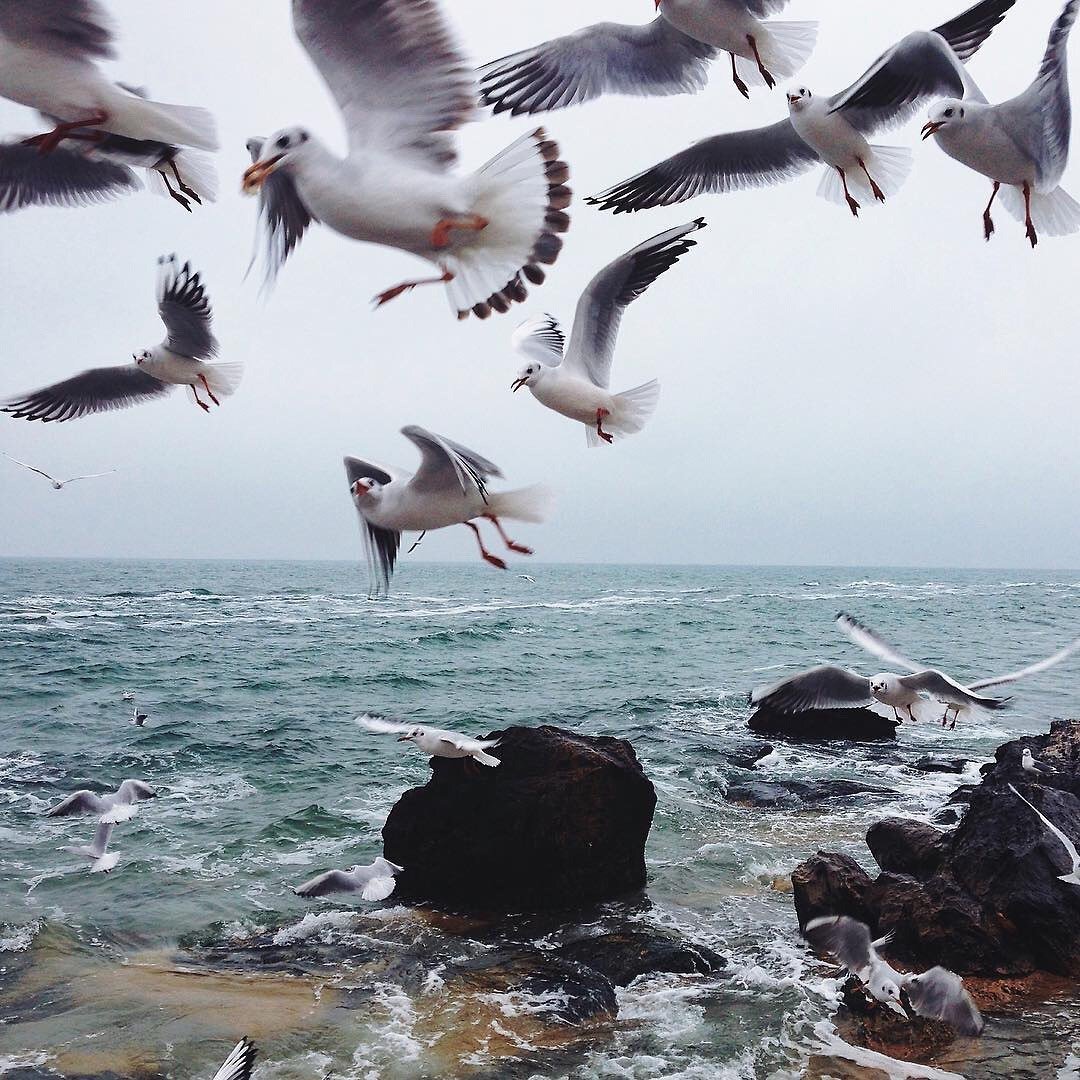 Каспийское море Дельфин