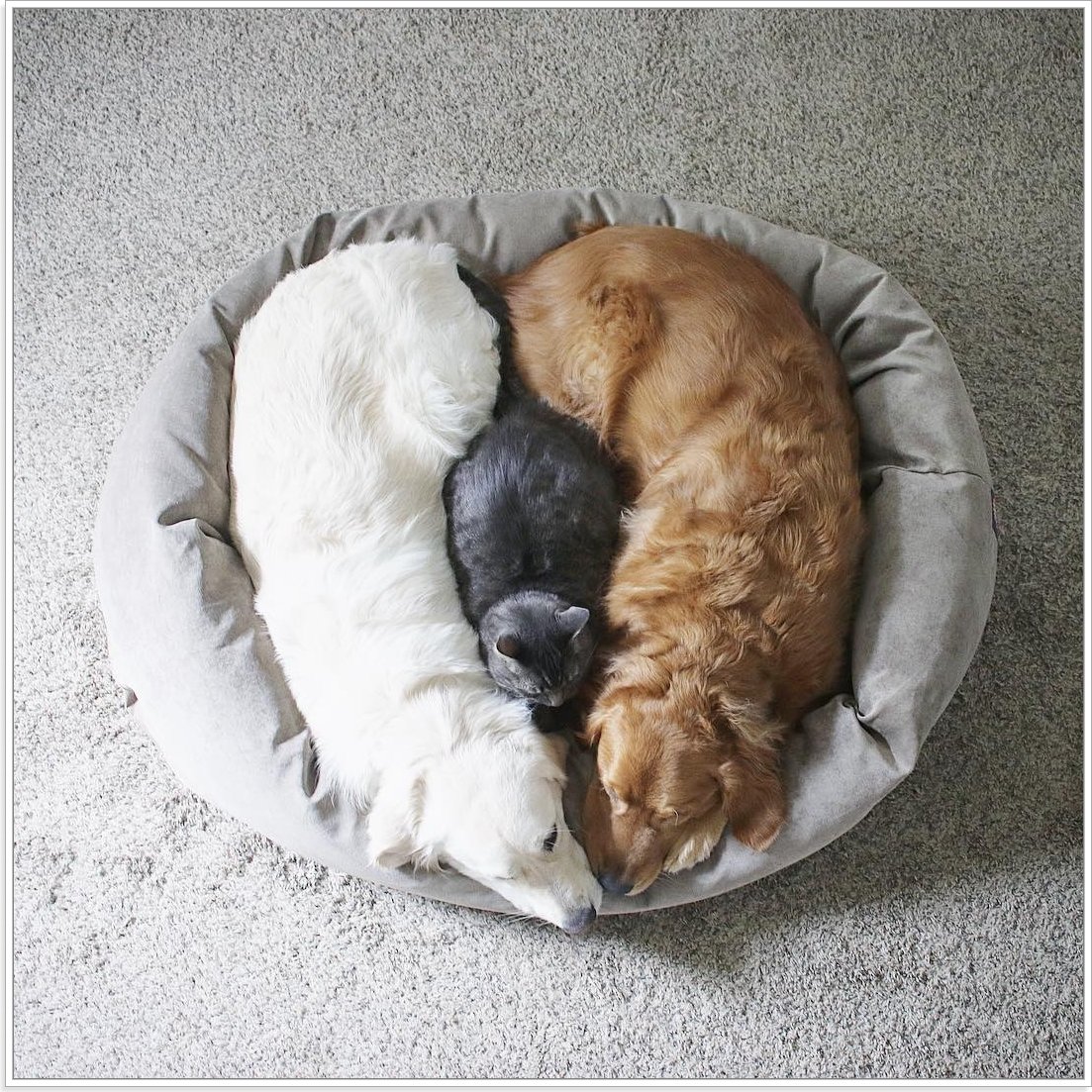 Кошка спит на собаке