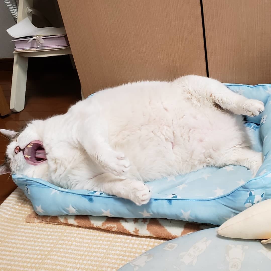 Толстый кот на кровати