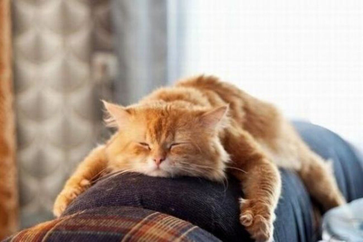 Ленивый кот