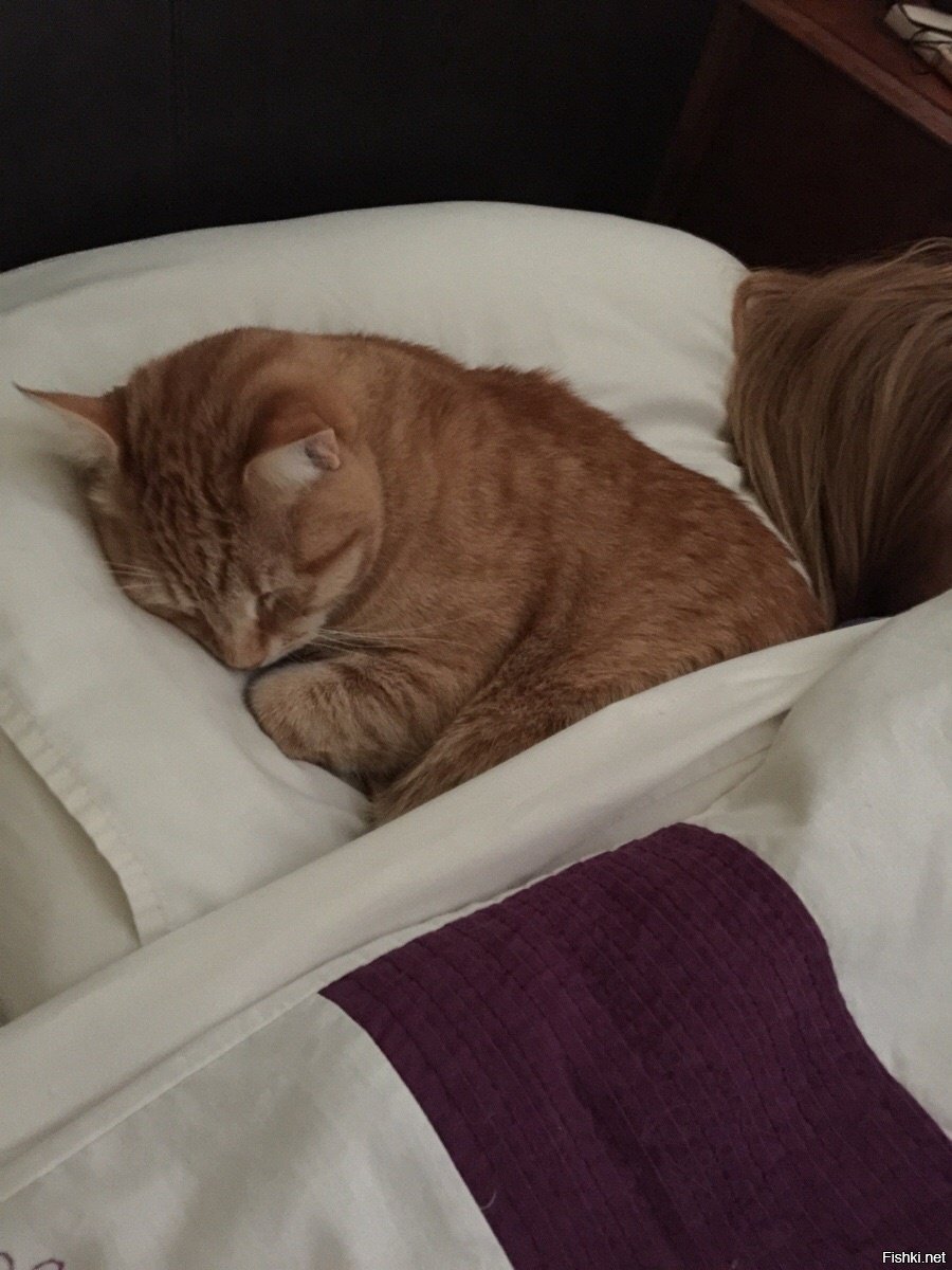 Кот спит под одеялом