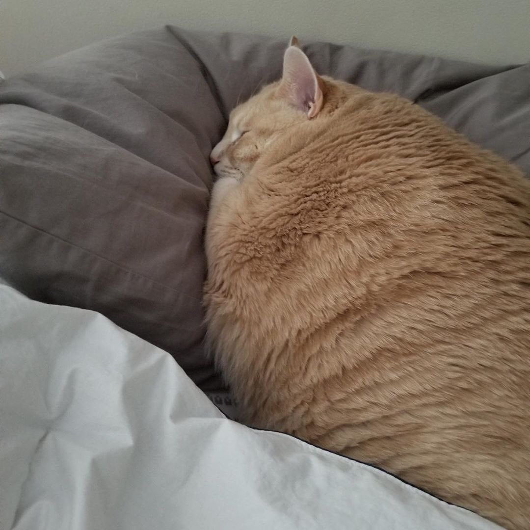 Очень толстые коты