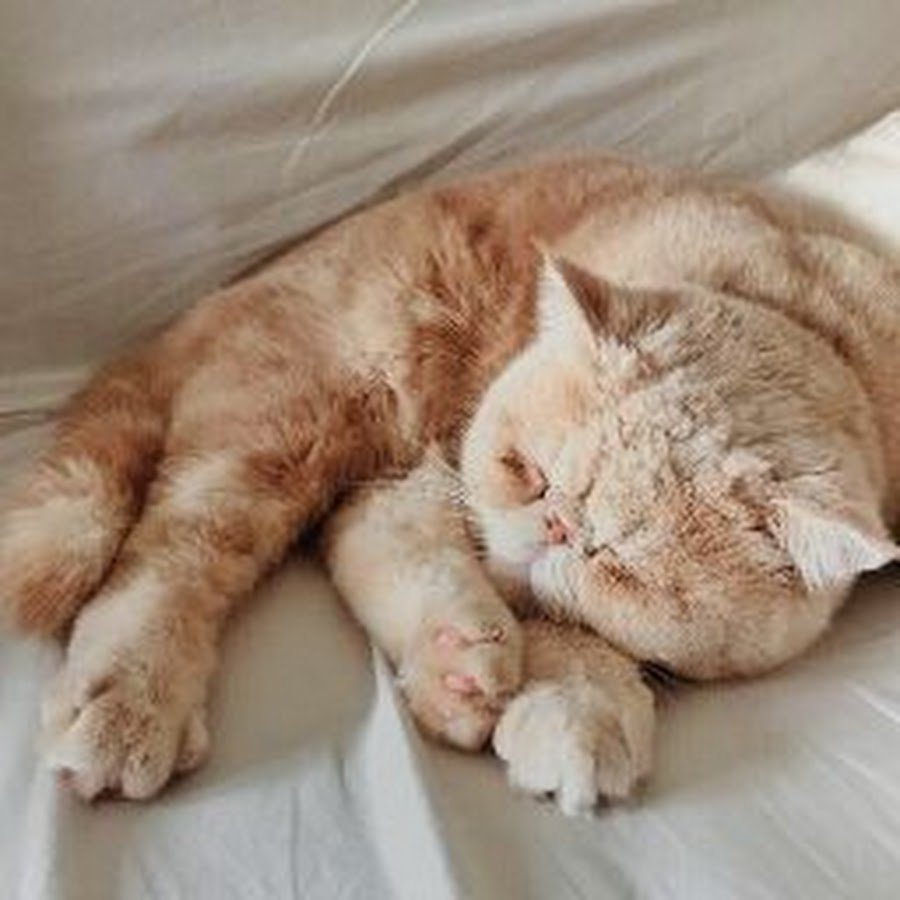 Коты лежебоки