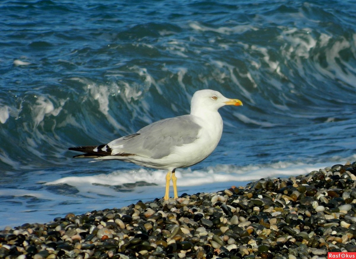 Черноморская Чайка фото