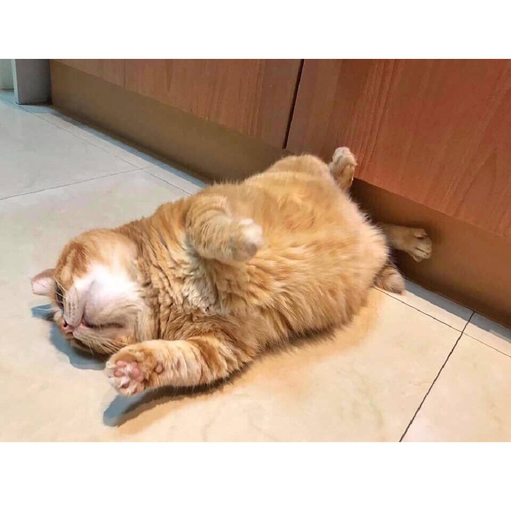 Толстый рыжий кот спит