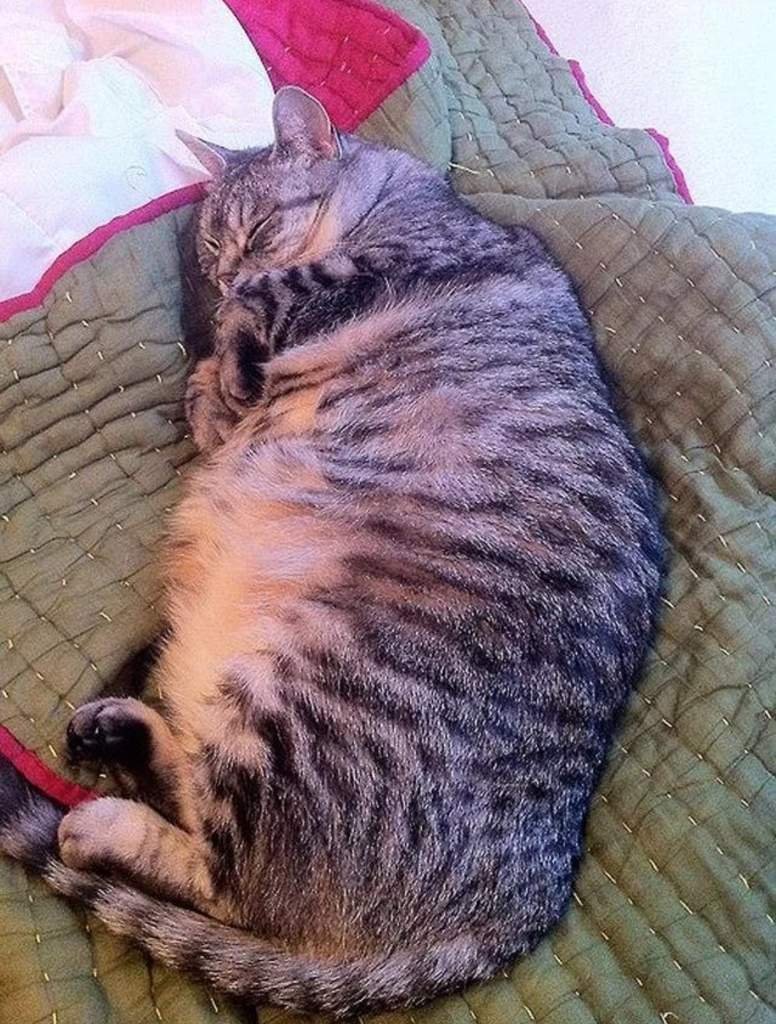 Толстый котэ