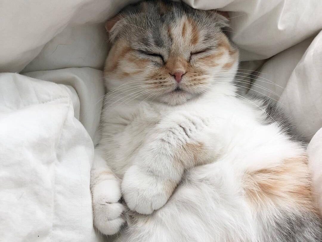 Кот мило спит