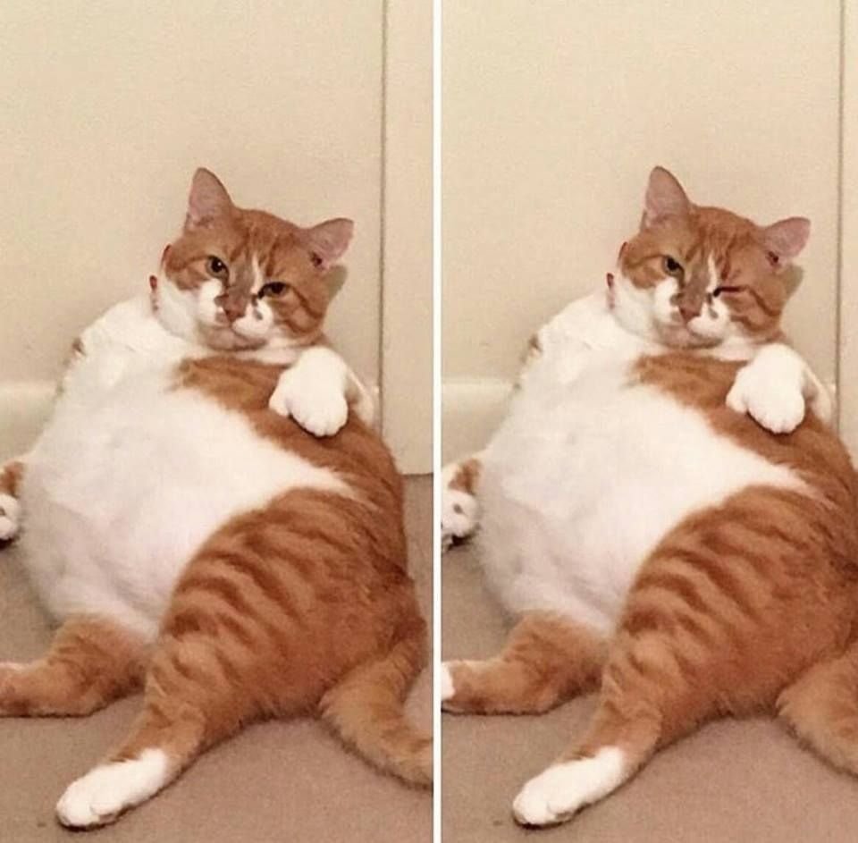 Два толстых кота