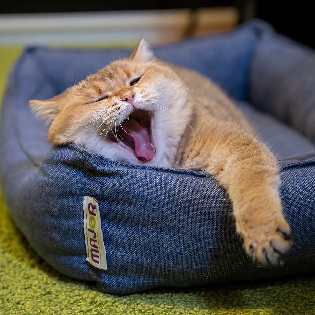 Доброе утро ленивый кот