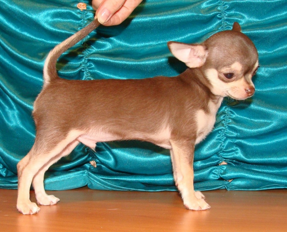 Кремовый щенок чихуахуа
