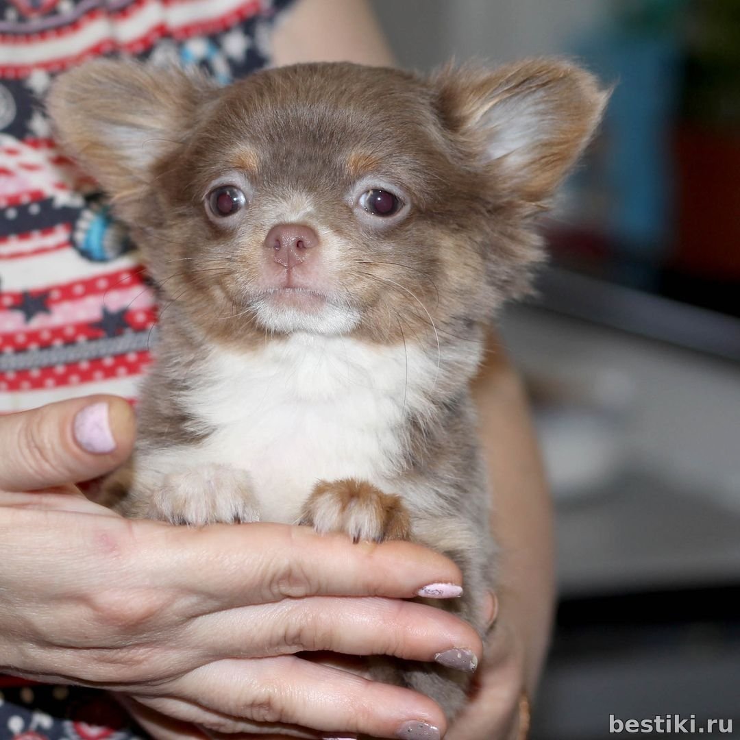 Чихуахуа длинношерстные шоколадные