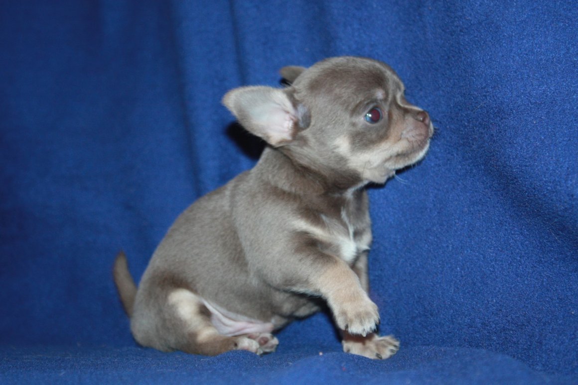 Лиловый чихуахуа