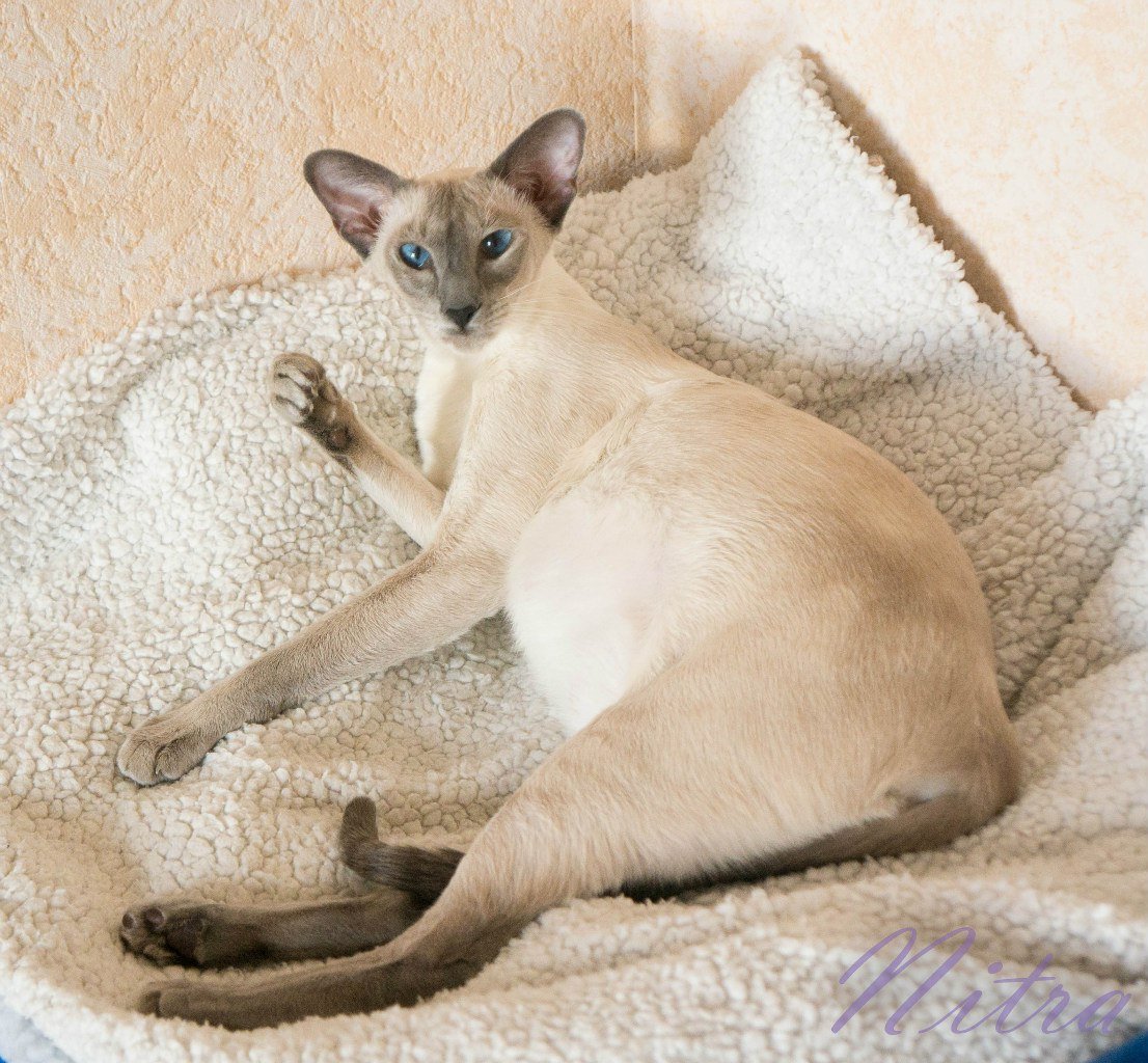 Сиамский ориентальный кот