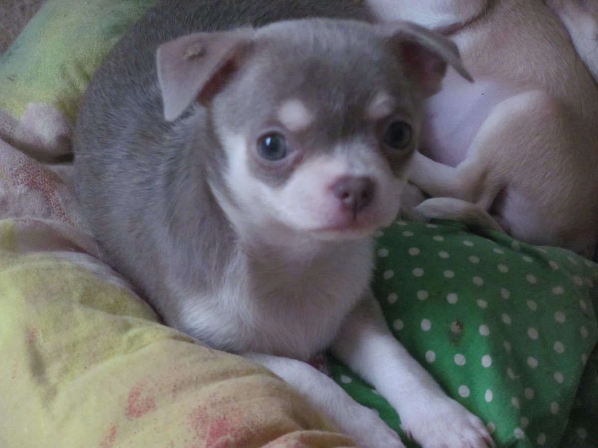 Лиловый чихуахуа 2 месяца фото