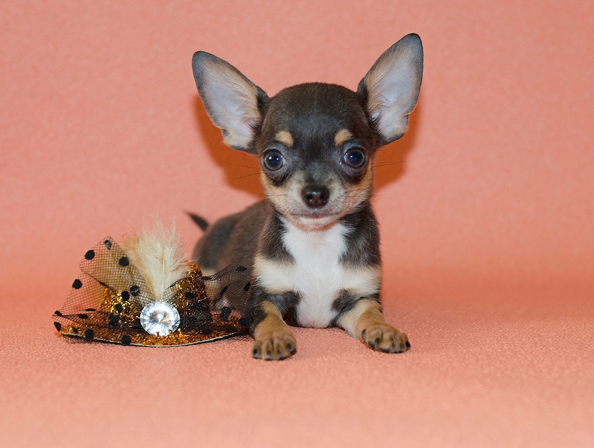 Лиловый чихуахуа