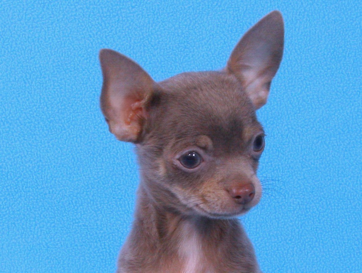 Чихуахуа кобби лиловый