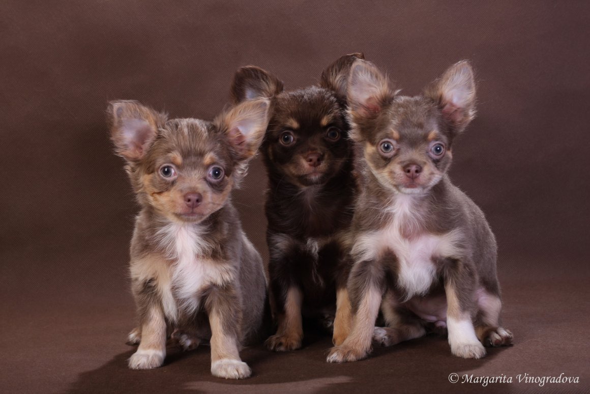 Чихуахуа подпалый